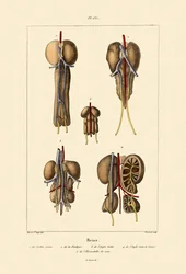 Njure, 1833-39